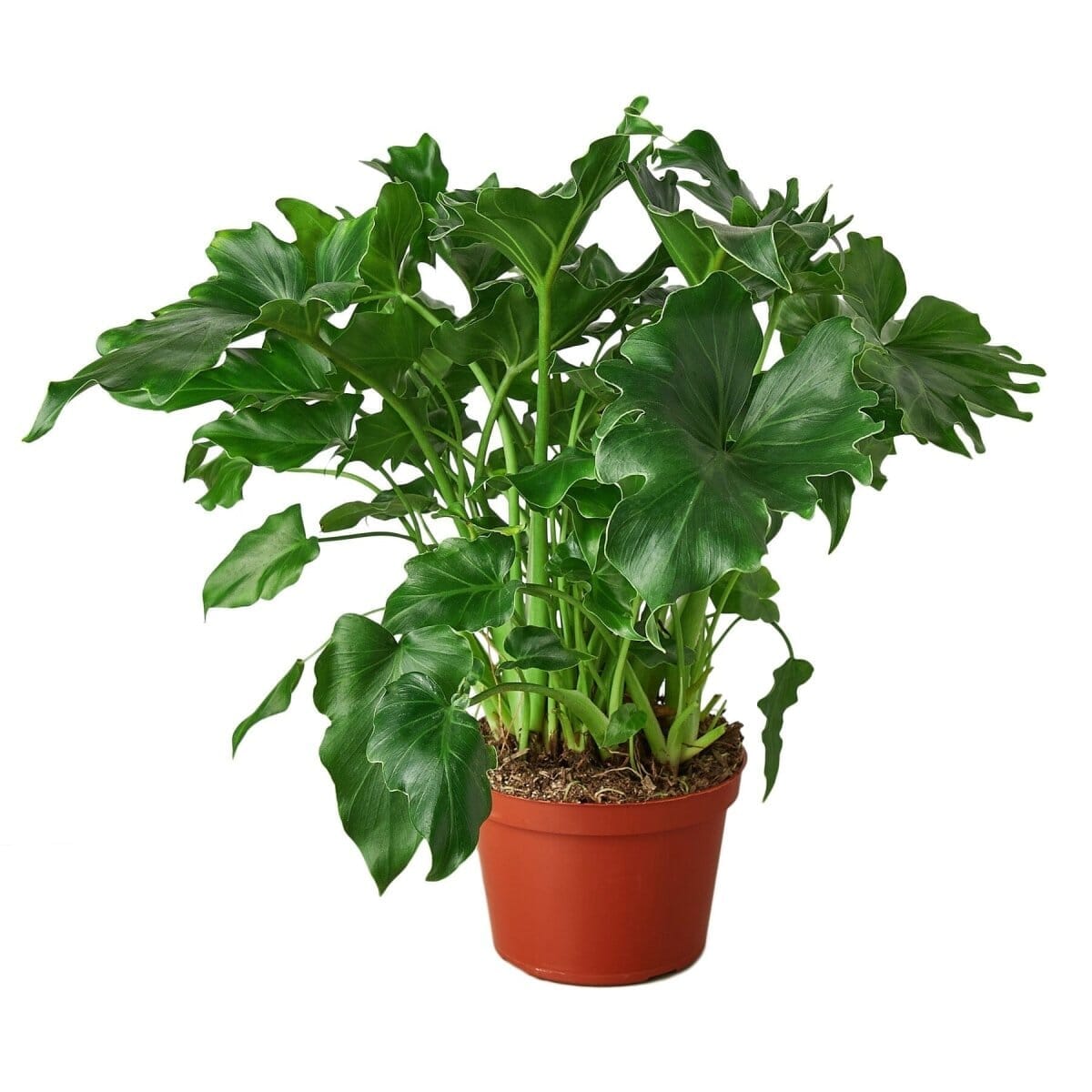 Philodendron ‘Little Hope'-Indoor Plants-Trendy Gardener