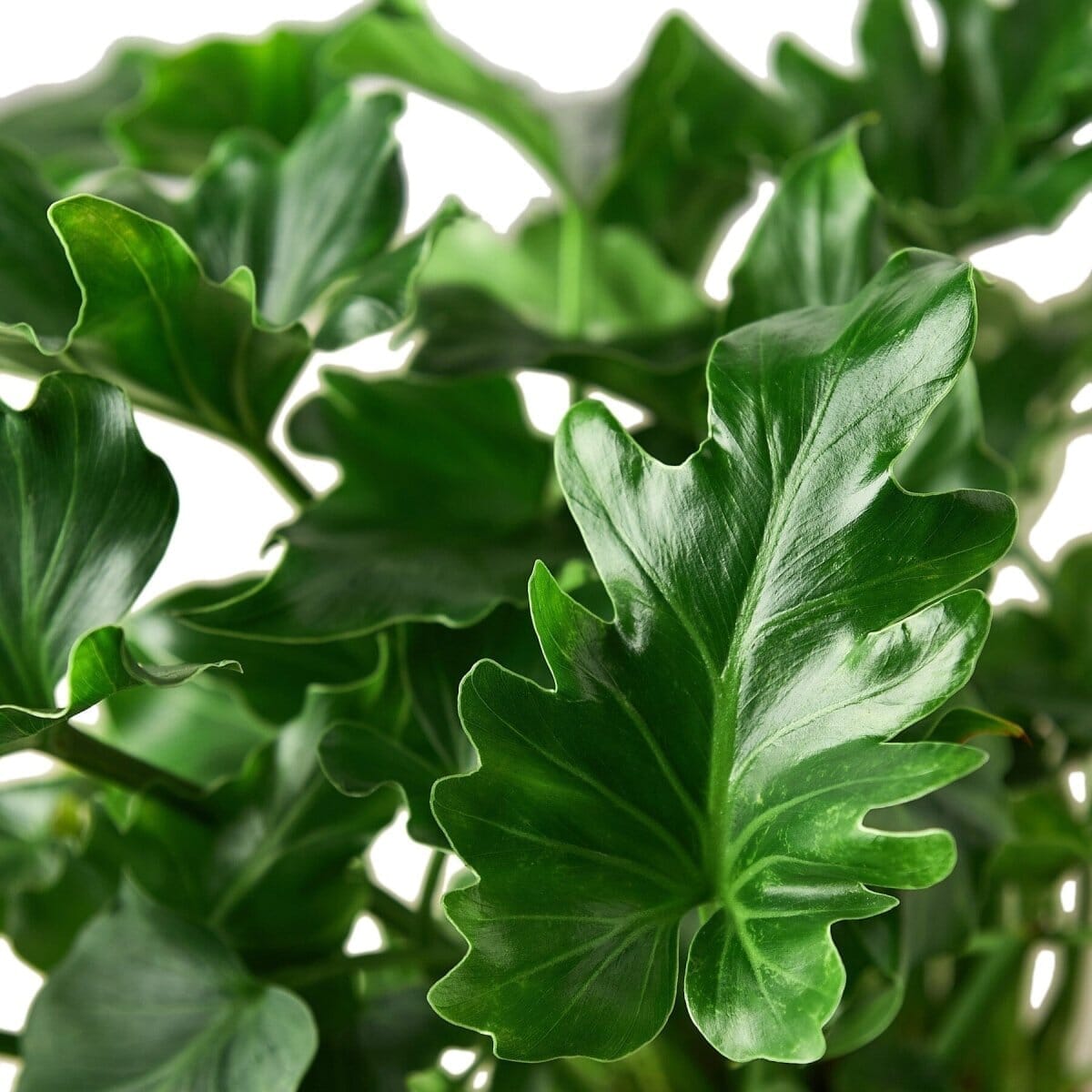 Philodendron ‘Little Hope'-Indoor Plants-Trendy Gardener