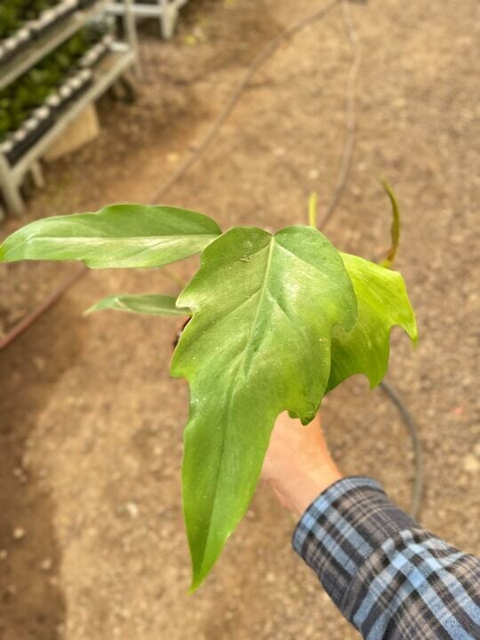 Philodendron Mayoi-Indoor Plants-Trendy Gardener