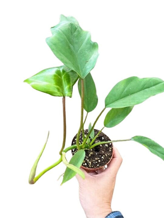 Philodendron Mayoi-Indoor Plants-Trendy Gardener