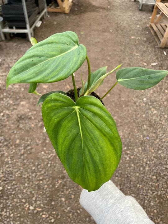 Philodendron Mcdowell-Indoor Plants-Trendy Gardener