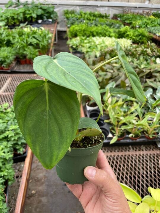 Philodendron Mcdowell-Indoor Plants-Trendy Gardener