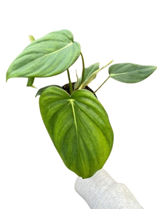 Philodendron Mcdowell-Indoor Plants-Trendy Gardener