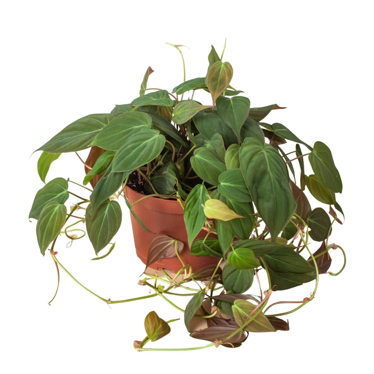 Philodendron Micans 'Velvet'-4" Plant-Trendy Gardener