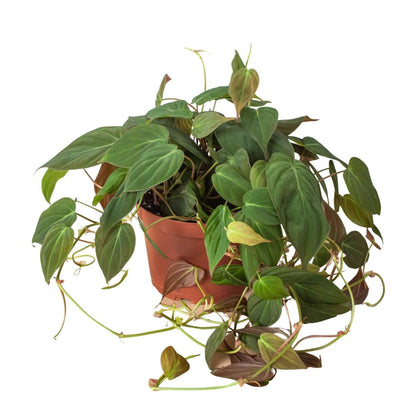 Philodendron Micans 'Velvet'-4" Plant-Trendy Gardener