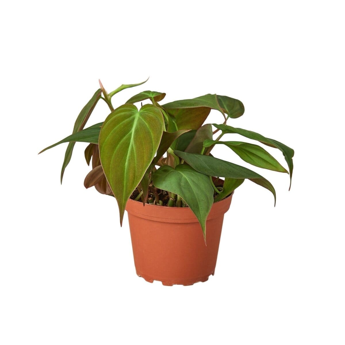 Philodendron Micans 'Velvet'-4" Plant-Trendy Gardener