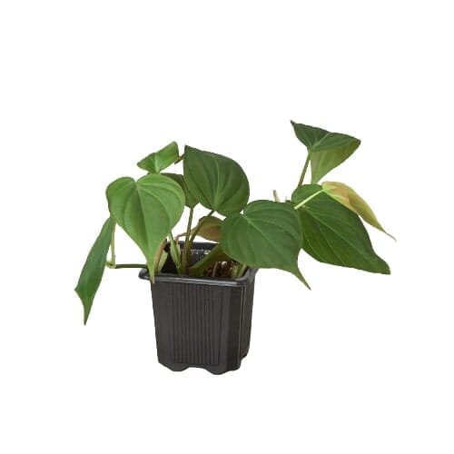 Philodendron Micans 'Velvet'-4" Plant-Trendy Gardener