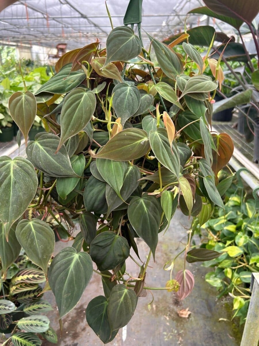 Philodendron Micans 'Velvet'-4" Plant-Trendy Gardener