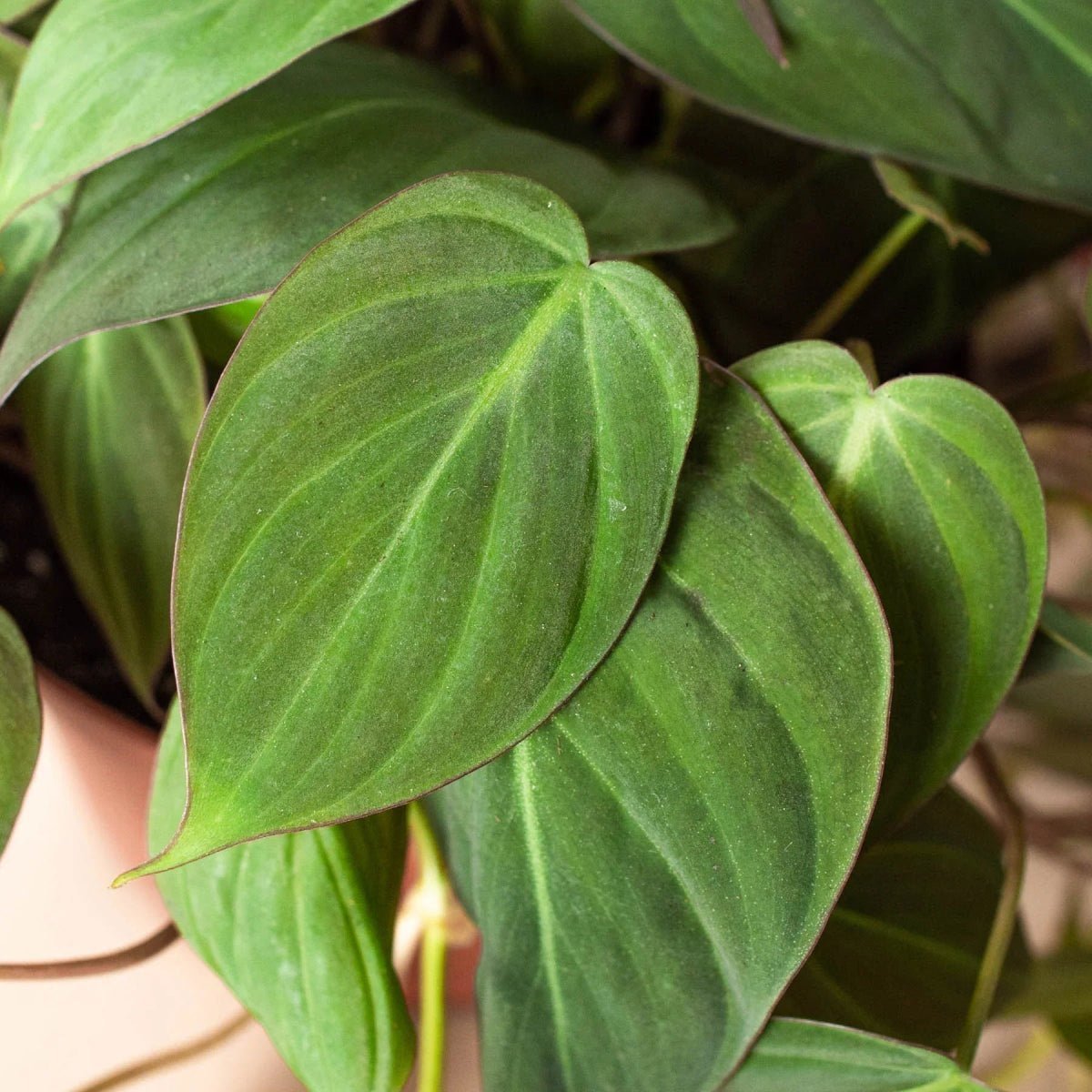 Philodendron Micans 'Velvet'-4" Plant-Trendy Gardener