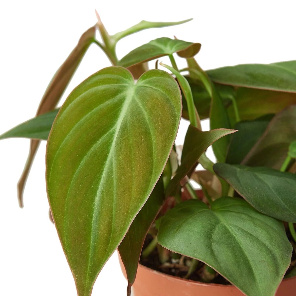 Philodendron Micans 'Velvet'-4" Plant-Trendy Gardener