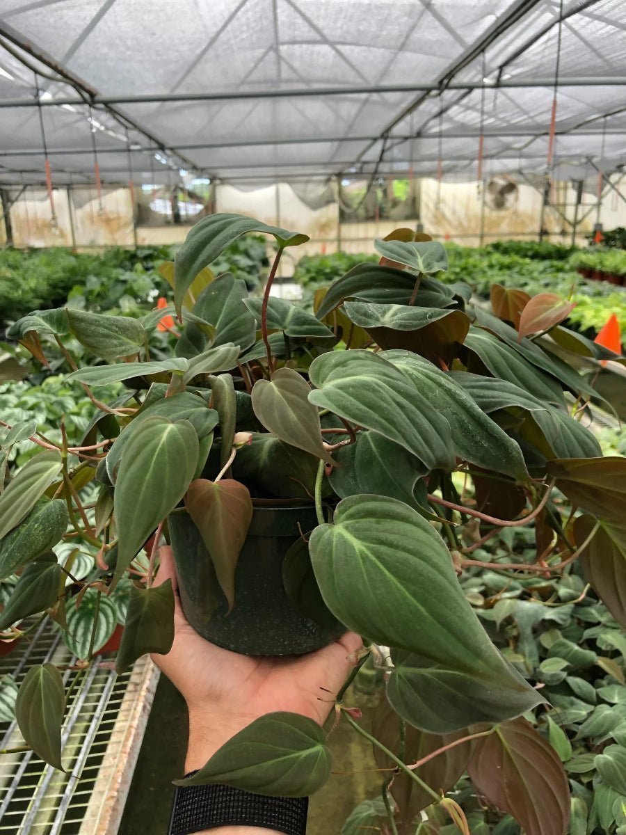 Philodendron Micans 'Velvet'-4" Plant-Trendy Gardener