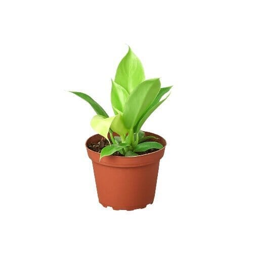 Philodendron 'Moonlight'-Indoor Plants-Trendy Gardener