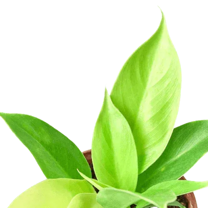 Philodendron 'Moonlight'-Indoor Plants-Trendy Gardener