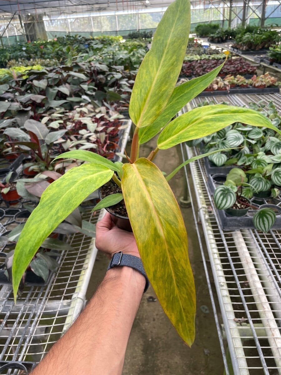 Philodendron 'Orange Marmalade'-Indoor Plants-Trendy Gardener