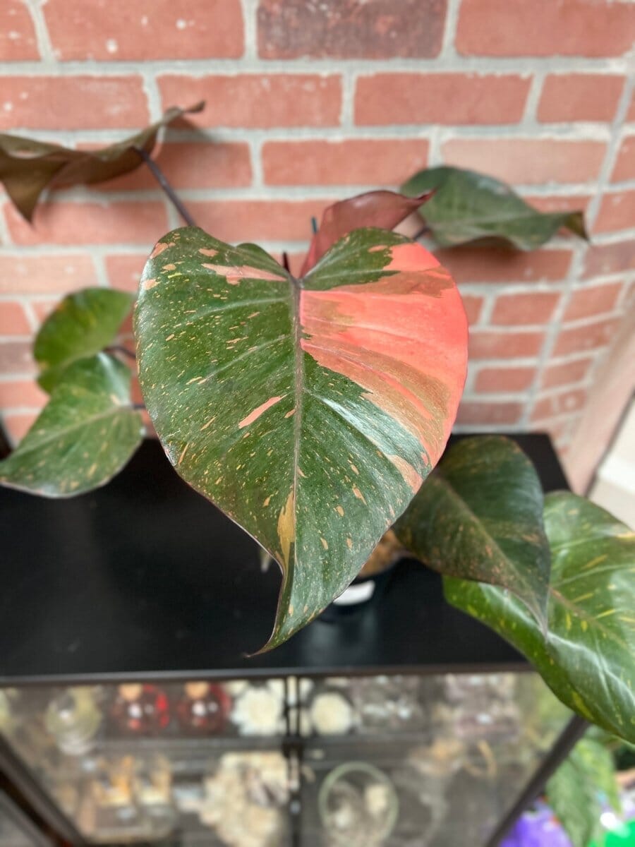 Philodendron Orange Princess Indoor Plants Trendy Gardener 