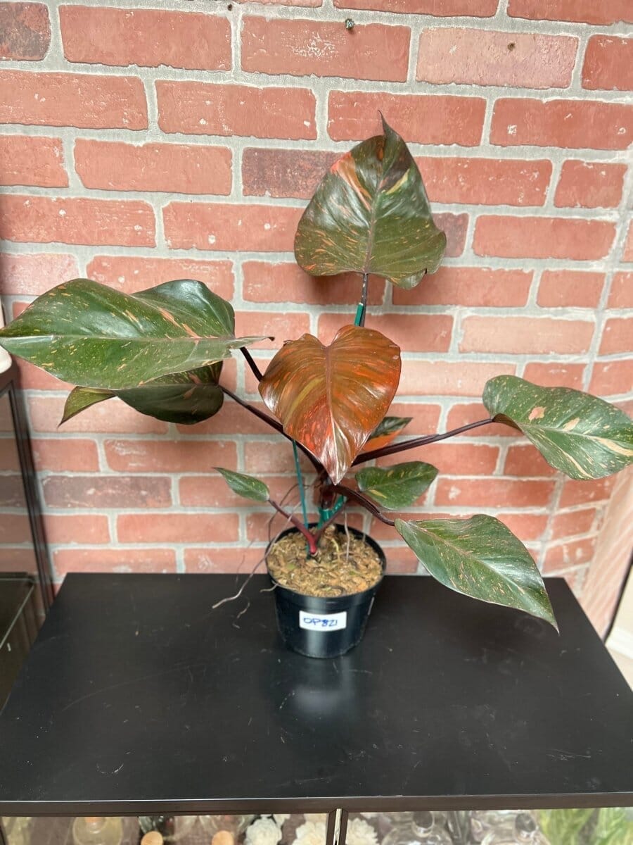 Philodendron Orange Princess Indoor Plants Trendy Gardener 