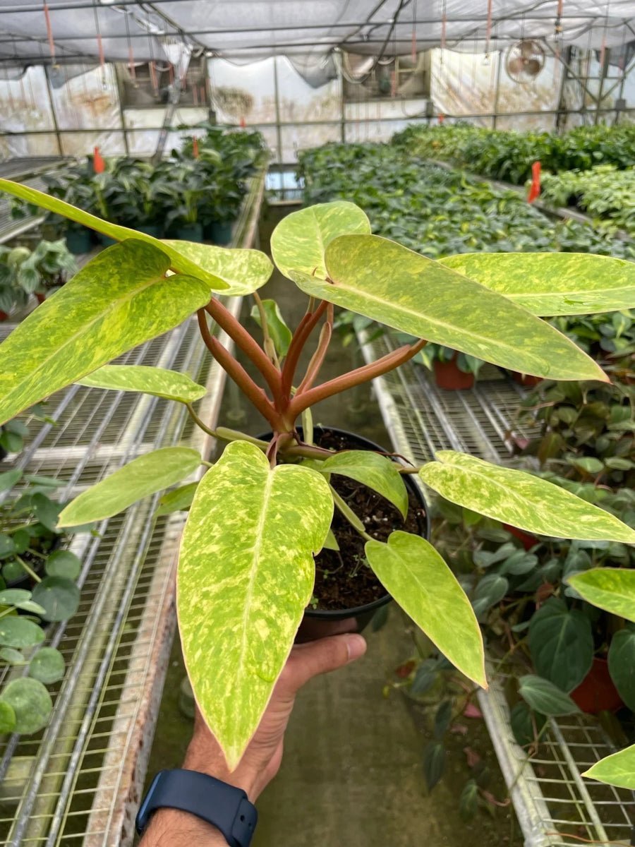 Philodendron 'Painted Lady'-Indoor Plants-Trendy Gardener