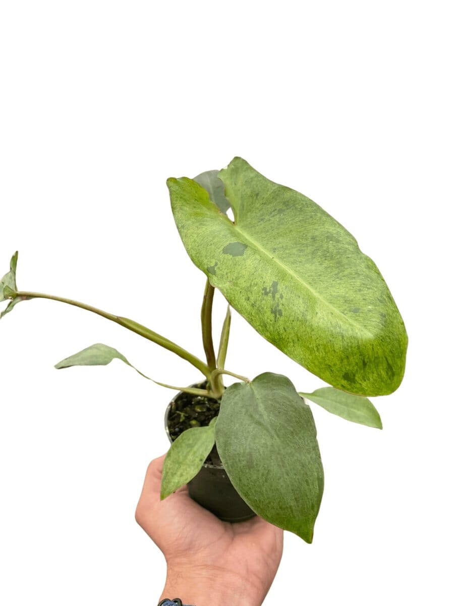 Philodendron 'Paraiso Verde'-Indoor Plants-Trendy Gardener