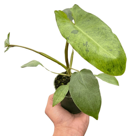 Philodendron 'Paraiso Verde'-Indoor Plants-Trendy Gardener