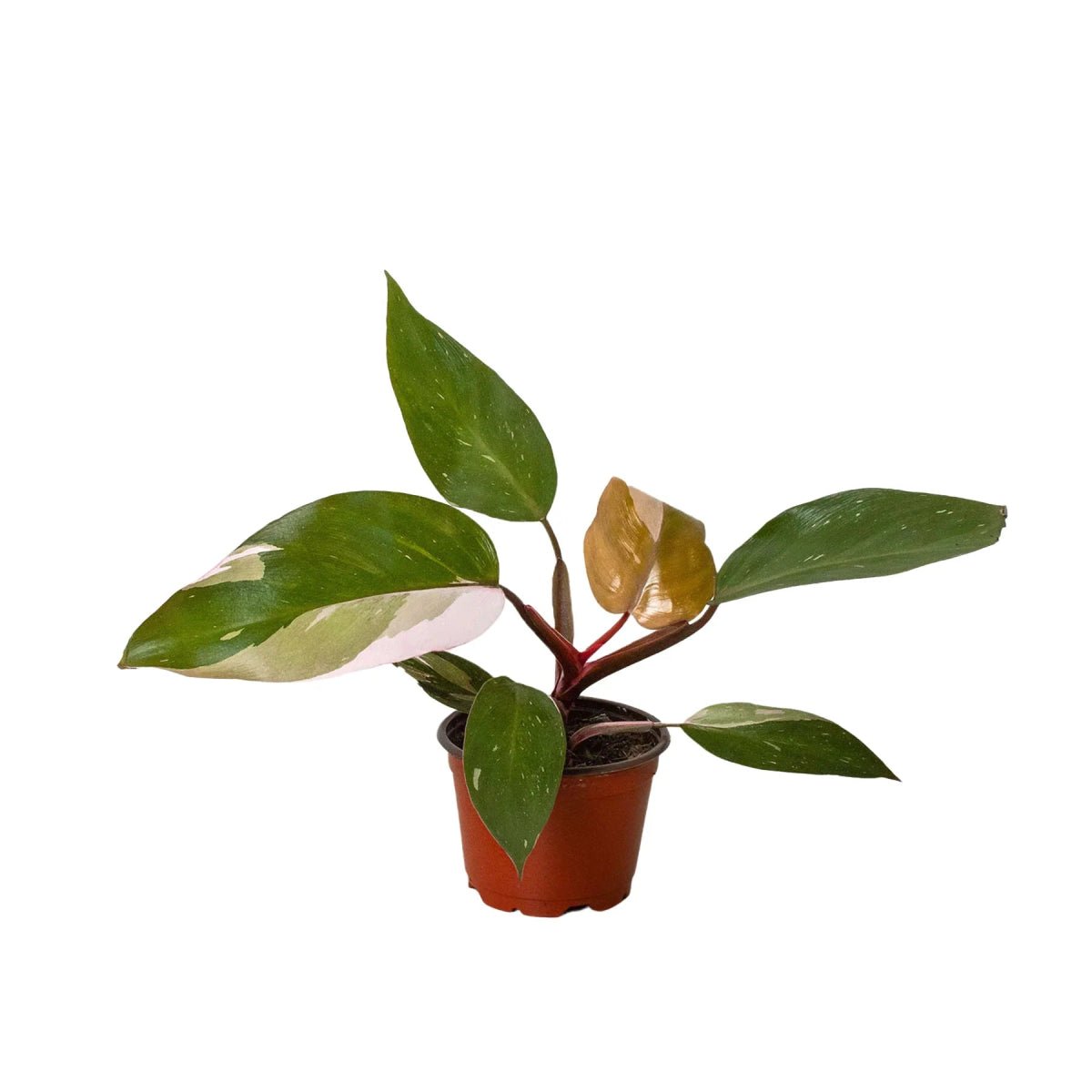 Philodendron 'Pink Princess'-Indoor Plants-Trendy Gardener