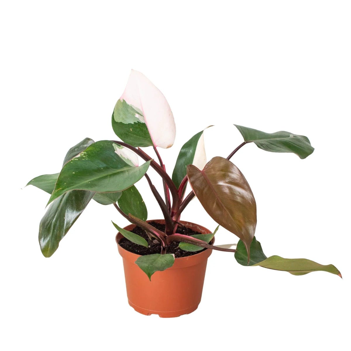 Philodendron 'Pink Princess'-Indoor Plants-Trendy Gardener