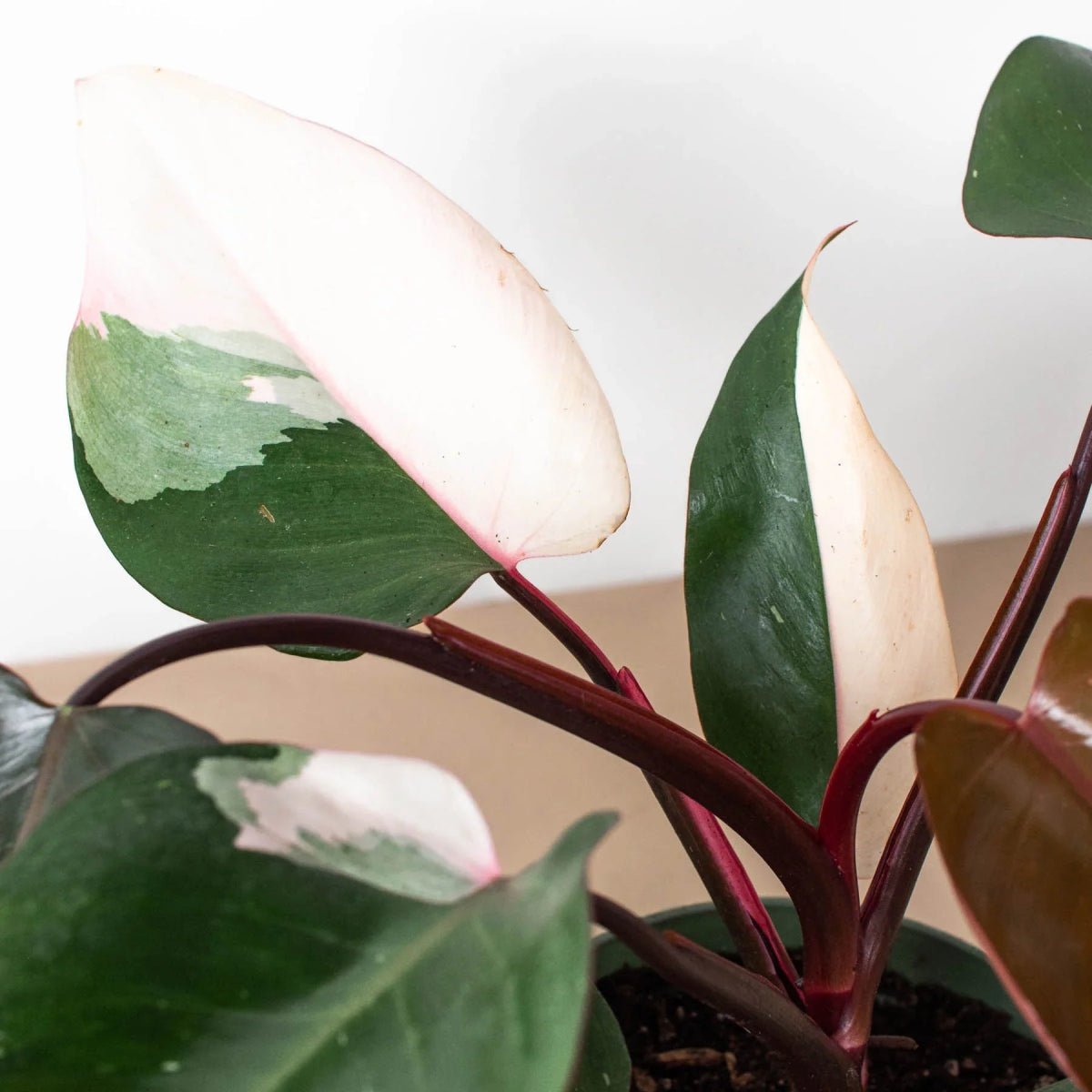 Philodendron 'Pink Princess'-Indoor Plants-Trendy Gardener