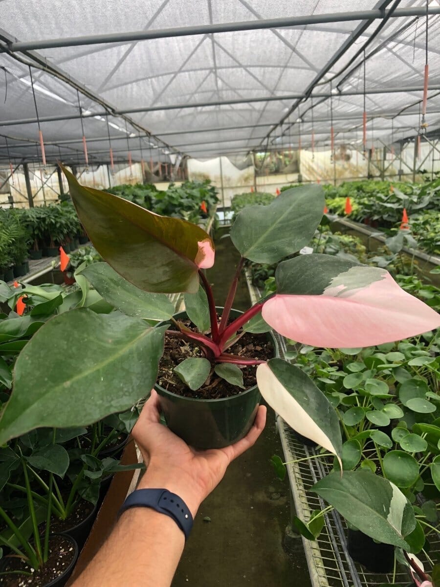 Philodendron 'Pink Princess'-Indoor Plants-Trendy Gardener