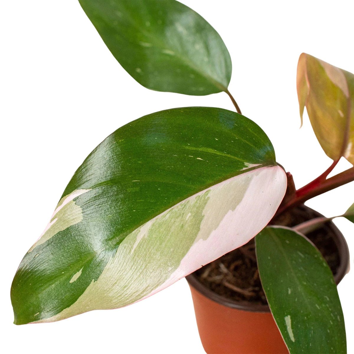 Philodendron 'Pink Princess'-Indoor Plants-Trendy Gardener