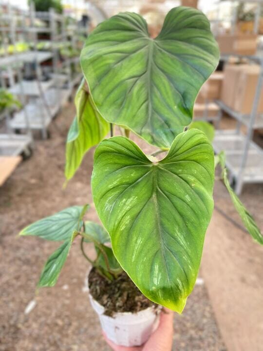 Philodendron PlowManii-Indoor Plants-Trendy Gardener