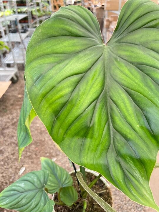 Philodendron PlowManii-Indoor Plants-Trendy Gardener