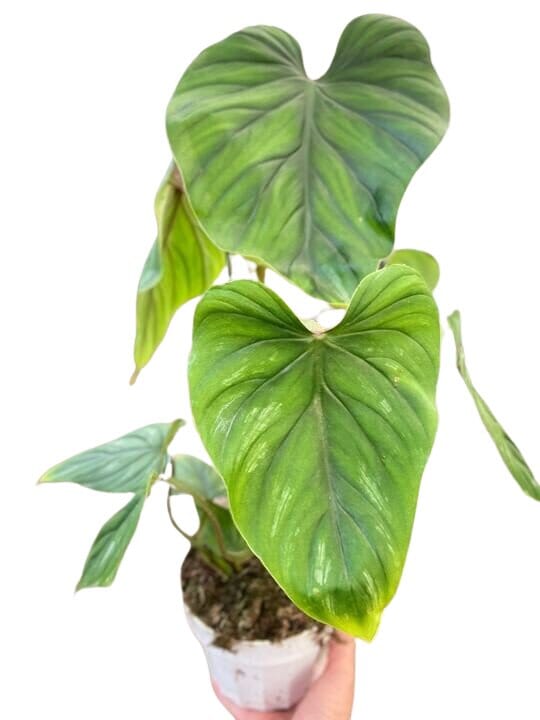 Philodendron PlowManii-Indoor Plants-Trendy Gardener