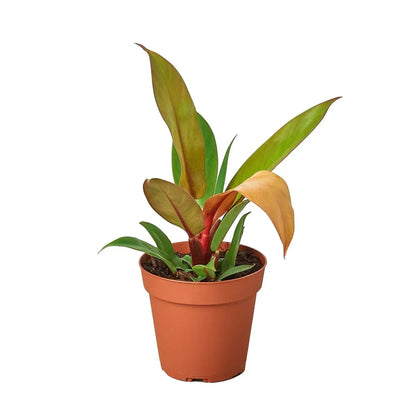Philodendron 'Prince of Orange'-Indoor Plants-Trendy Gardener