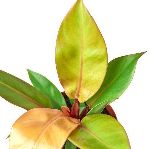 Philodendron 'Prince of Orange'-Indoor Plants-Trendy Gardener