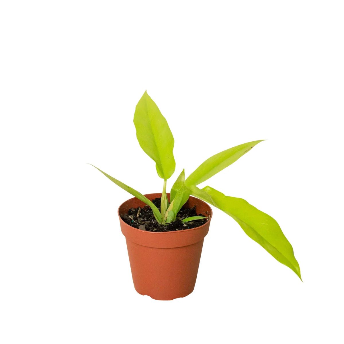 Philodendron 'Ring of Fire Gold'-Indoor Plants-Trendy Gardener