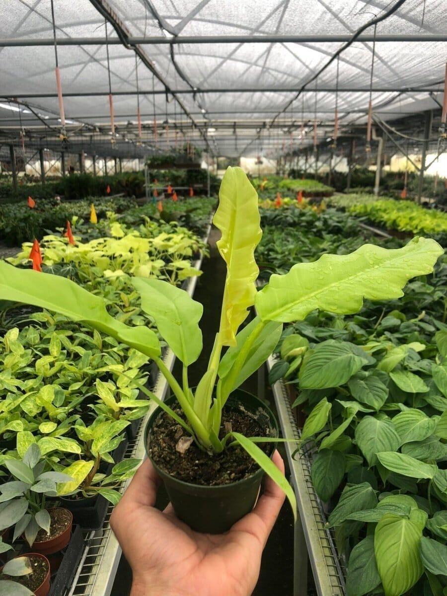 Philodendron 'Ring of Fire Gold'-Indoor Plants-Trendy Gardener