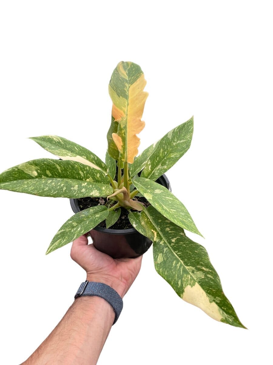 Philodendron Ring of Fire Indoor Plants Trendy Gardener 4