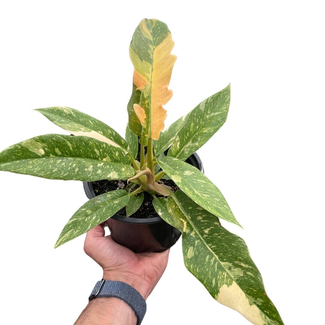 Philodendron Ring of Fire Indoor Plants Trendy Gardener 6" Pot 