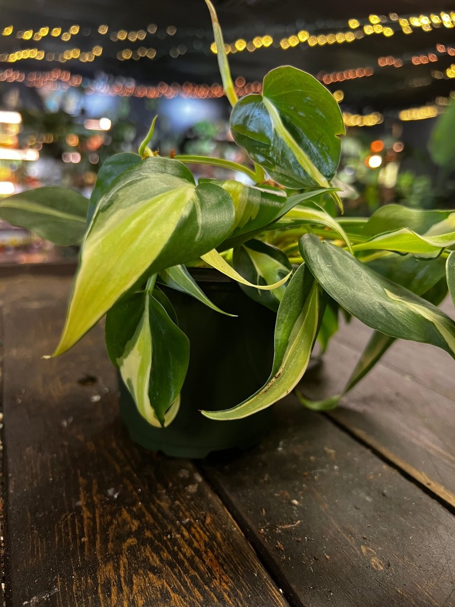 Philodendron Silver Stripe-Indoor Plants-Trendy Gardener