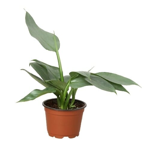 Philodendron Silver Sword-Indoor Plants-Trendy Gardener