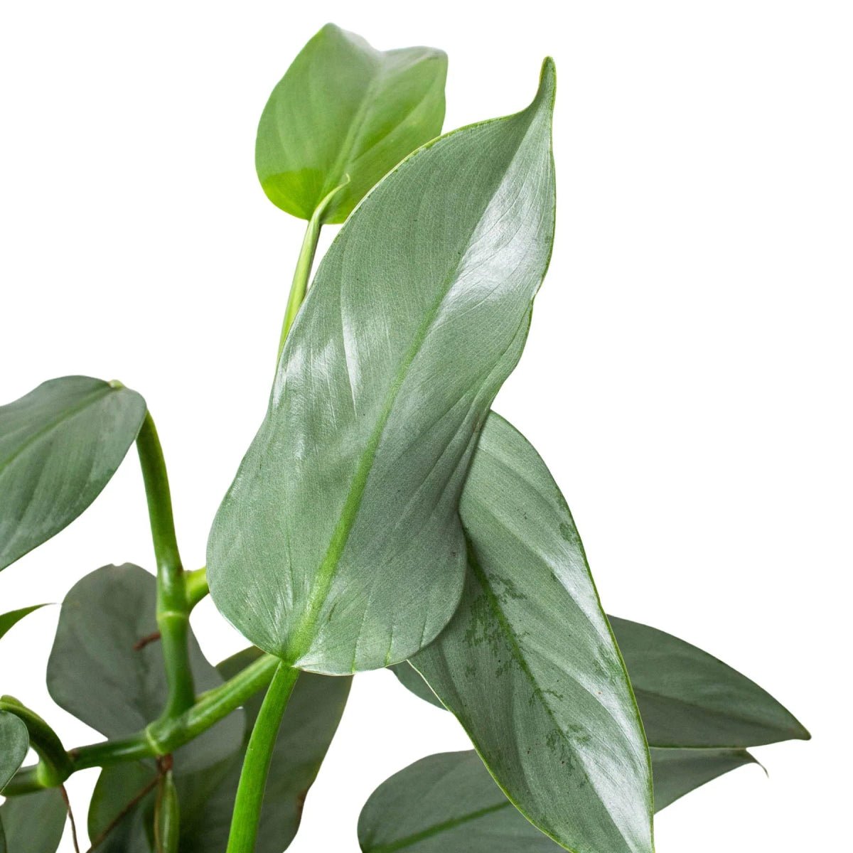 Philodendron Silver Sword-Indoor Plants-Trendy Gardener