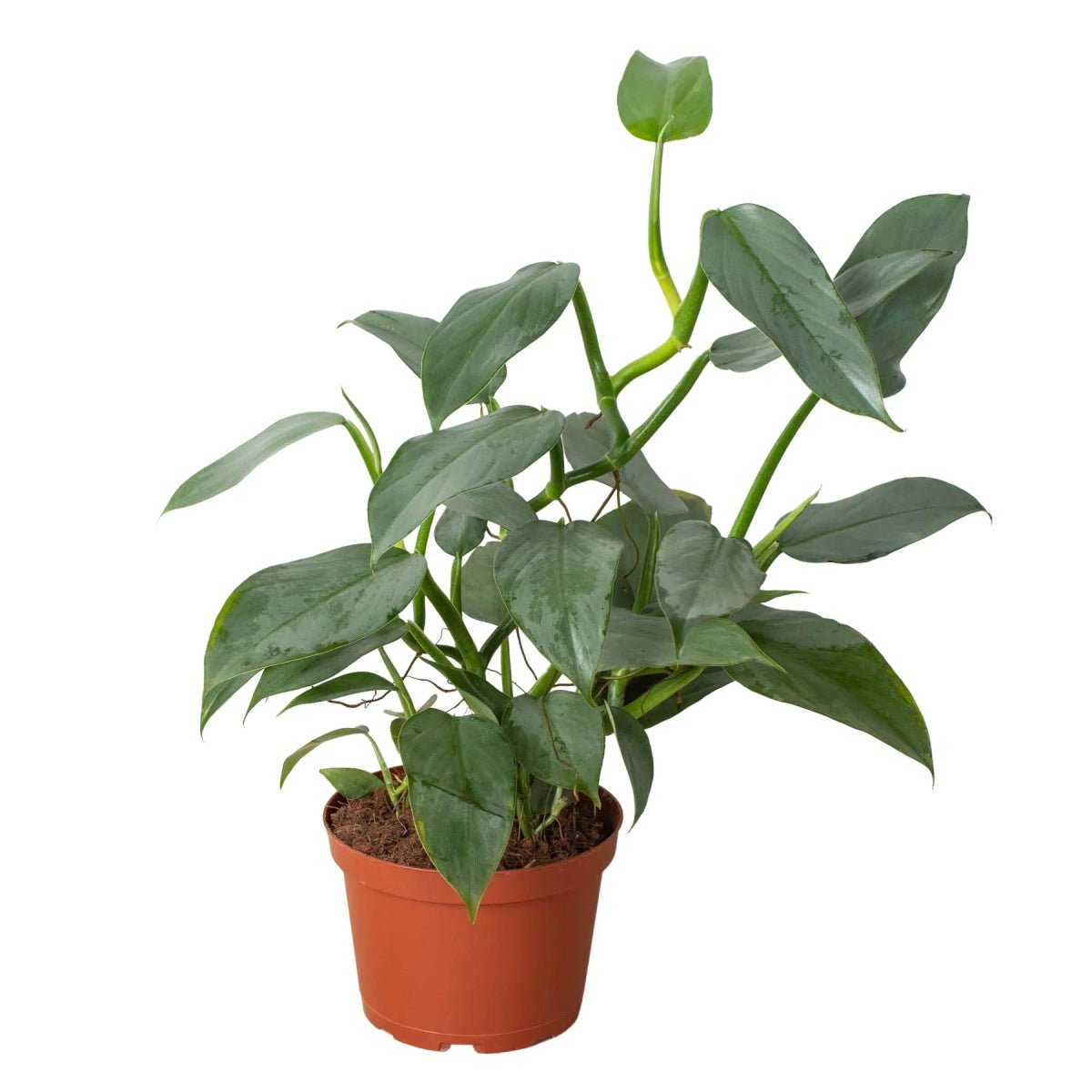 Philodendron Silver Sword-Indoor Plants-Trendy Gardener