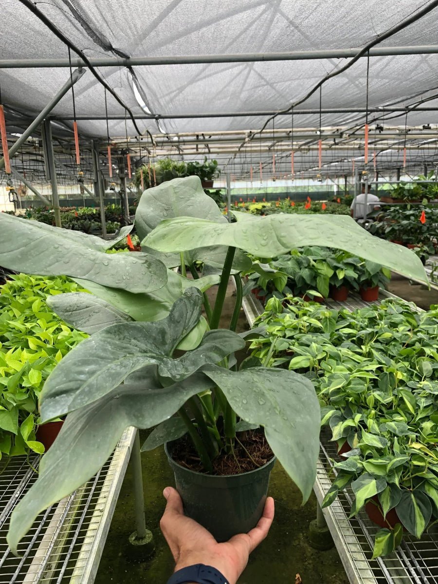 Philodendron Silver Sword-Indoor Plants-Trendy Gardener