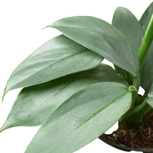 Philodendron Silver Sword-Indoor Plants-Trendy Gardener