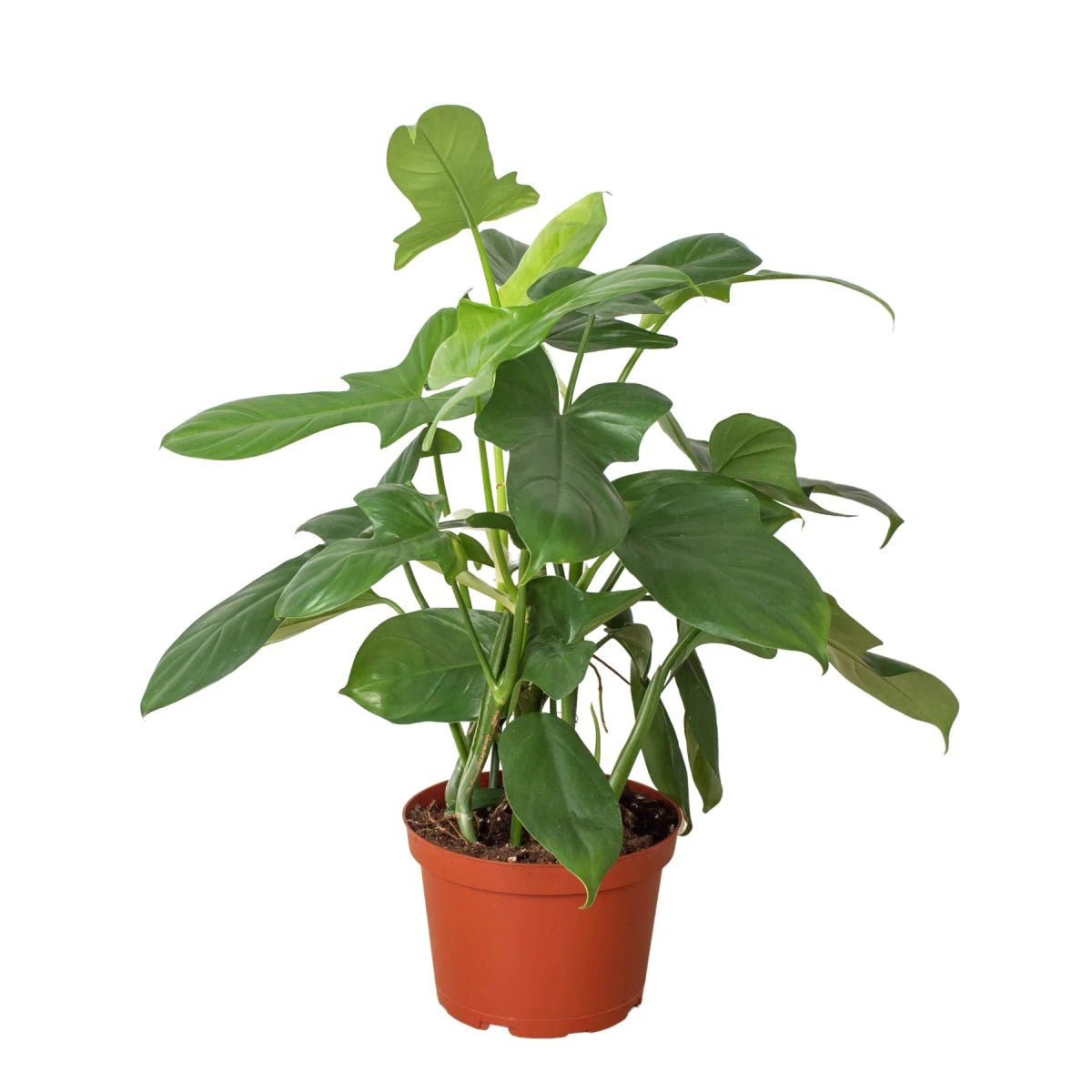 Philodendron Silver Sword-Indoor Plants-Trendy Gardener