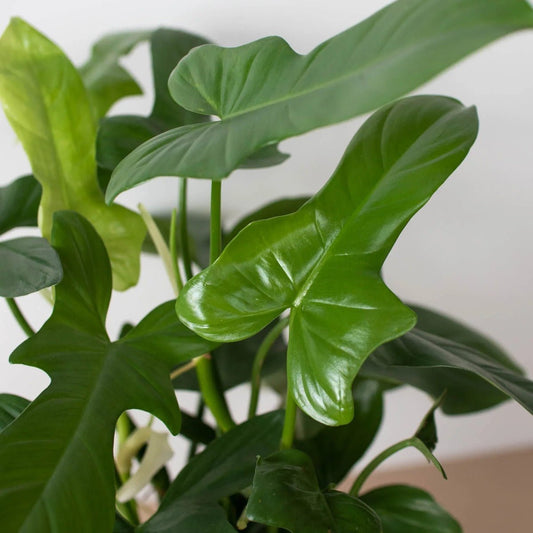 Philodendron Silver Sword-Indoor Plants-Trendy Gardener