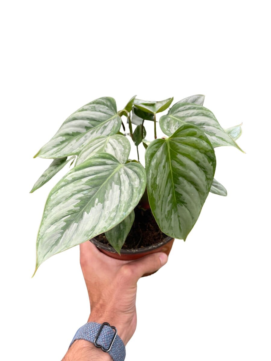 Philodendron 'Sodiroi'-Indoor Plants-Trendy Gardener