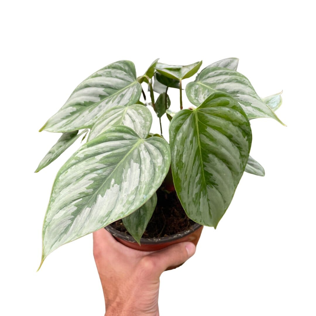 Philodendron 'Sodiroi'-Indoor Plants-Trendy Gardener