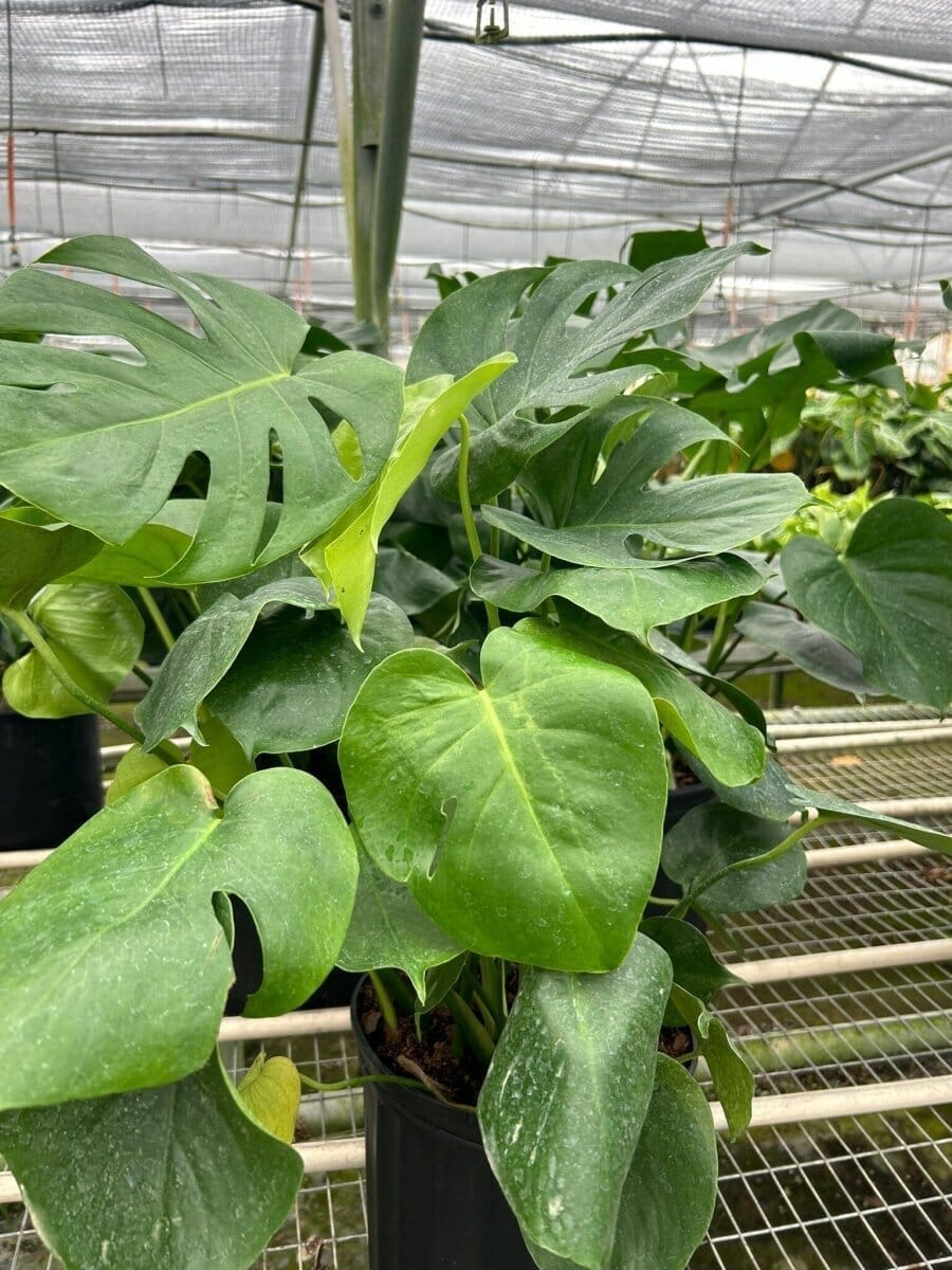 Philodendron Split-Leaf-4" Plant-Trendy Gardener