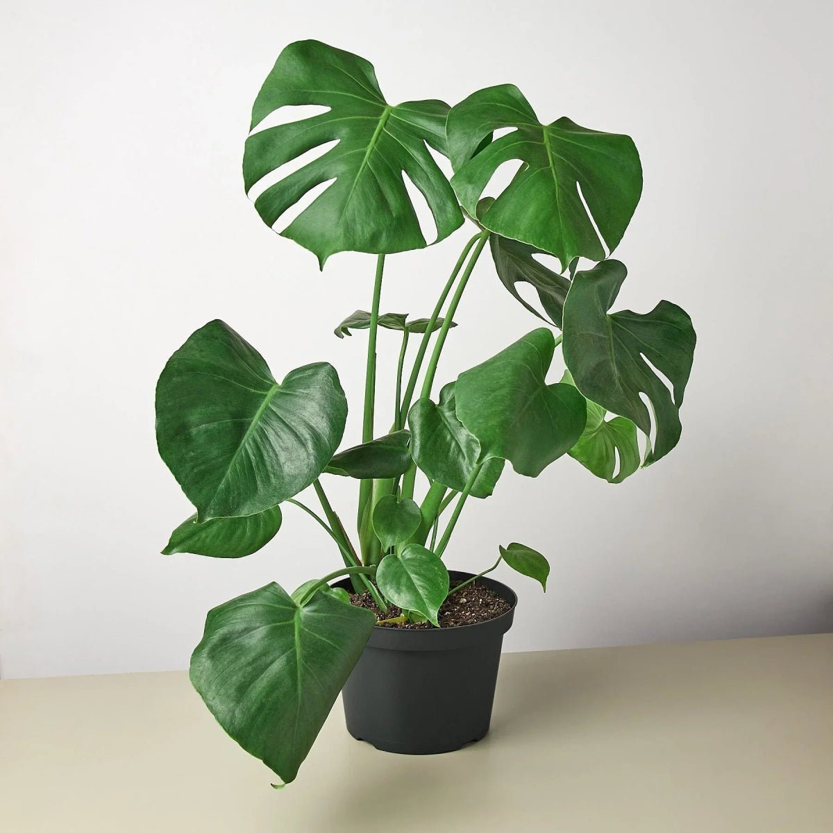 Philodendron Split-Leaf-4" Plant-Trendy Gardener