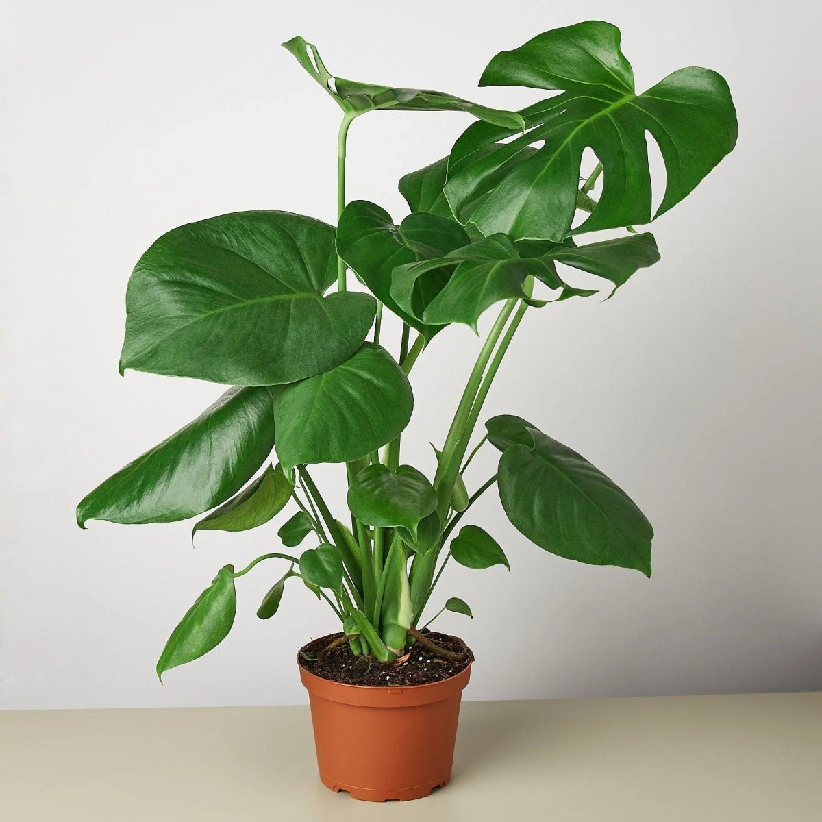 Philodendron Split-Leaf-4" Plant-Trendy Gardener